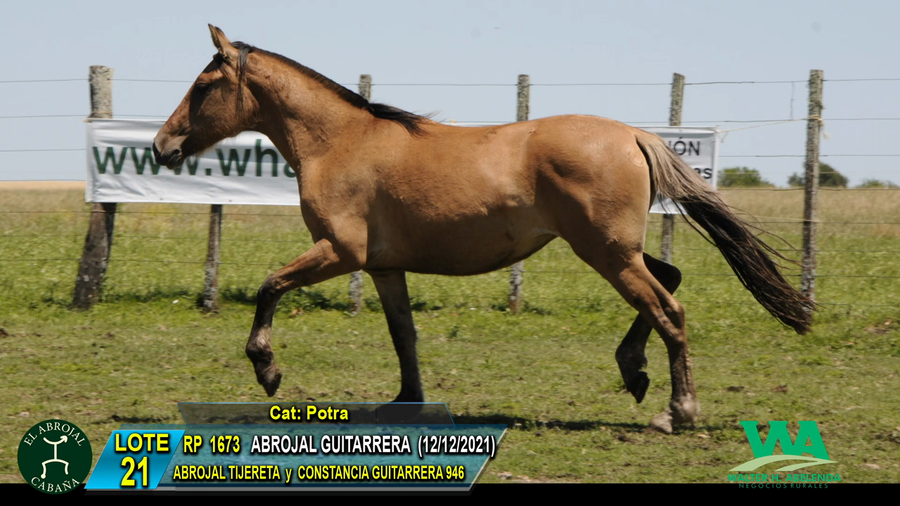 Lote ABROJAL GUITARRERA
