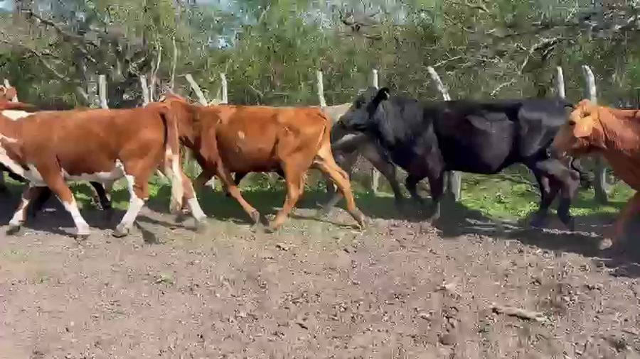 Lote 31 Vacas de invernar