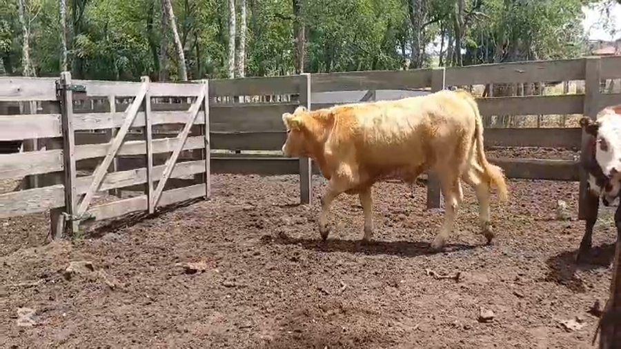 Lote NOVILLOS 1 A 2 AÑOS