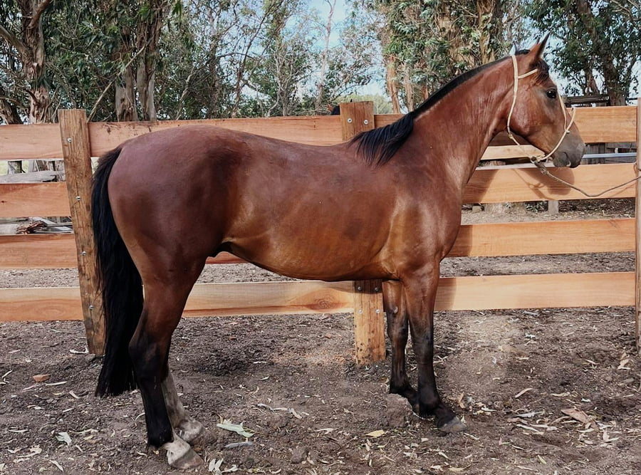 Lote ZAPICA DEL PORRÚA