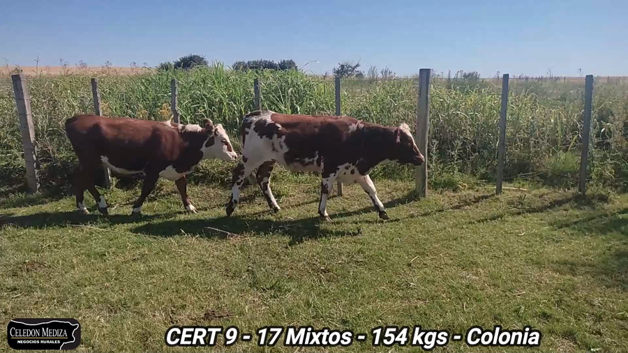 Lote 17 Terneros y Terneras en Colonia