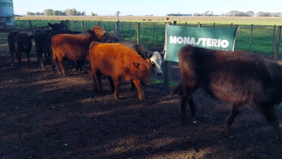 Lote 10 Terneras en Huanguelen