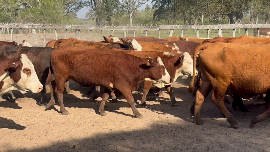 Lote 50 Vacas de invernar