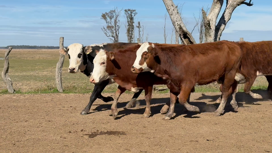 Lote 88 Vacas de invernar en Corrientes, Paso de Los Libres
