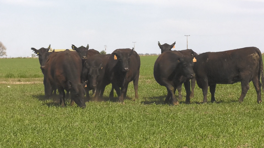 Lote VACAS  ANGUS NEGRO  MAS  C/ GTIA DE PREÑEZ PARICIÓN PRIMAVERA
