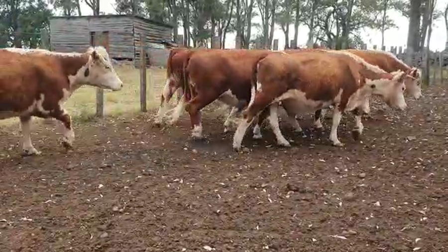 Lote 85 Corderos y Ovejas Polanco