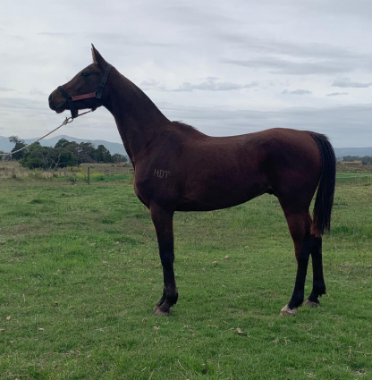 Lote PLATIN DAMS DEL TIMOTE