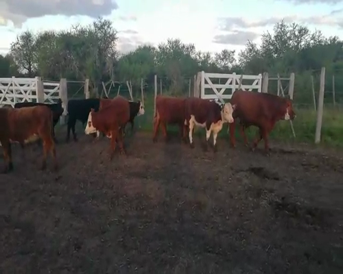 Lote 110 Terneros/as en Federal, Entre Ríos