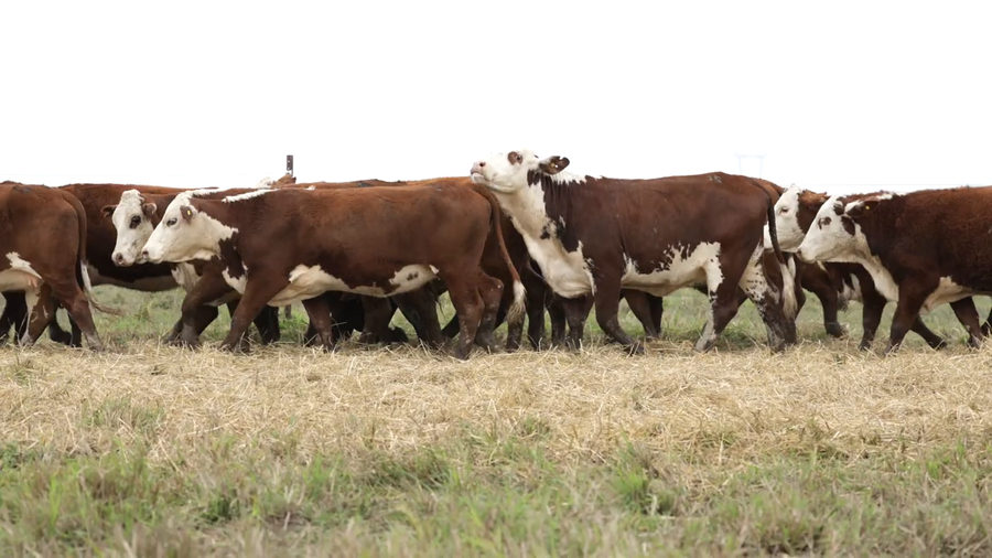 Lote Vaquillas señal 3 preñadas de otoño REMATE AGOSTO 2026
