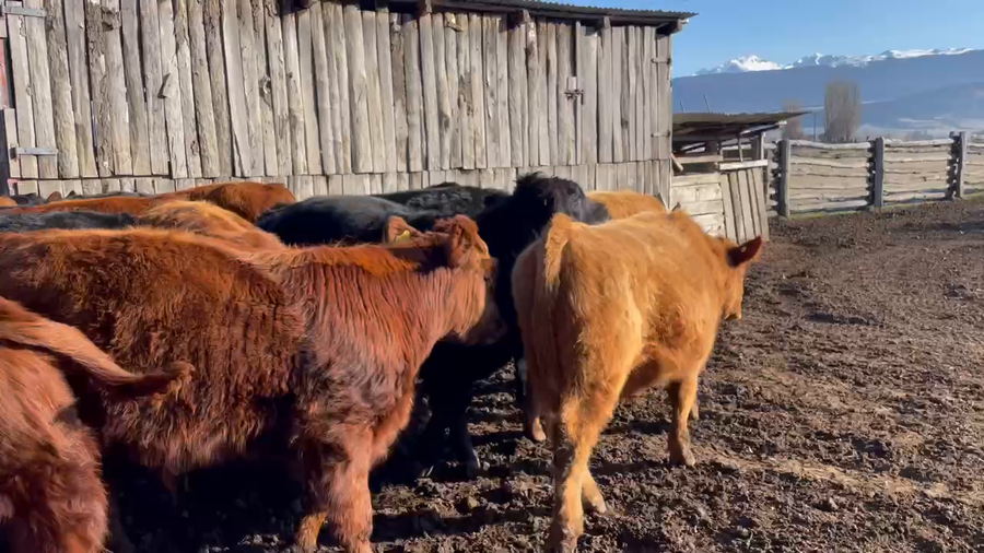 Lote 28 Ternero en Coyhaique, XI Región Aysén