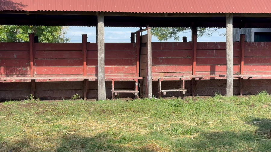 Lote 31 Vaquillonas preñadas