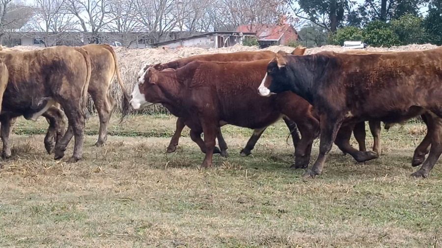 Lote 40 Novillos