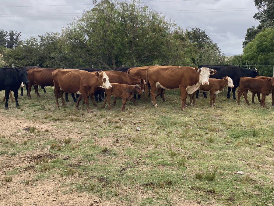 Lote Piezas de Cría
