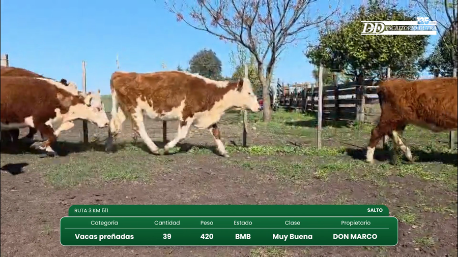 Lote 39 Vacas preñadas a remate en Vientres Kiyu 420kg - , Salto