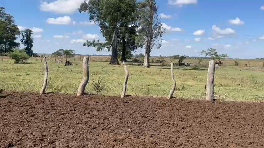 Lote 110 Terneros/as en Corrientes, Bella Vista