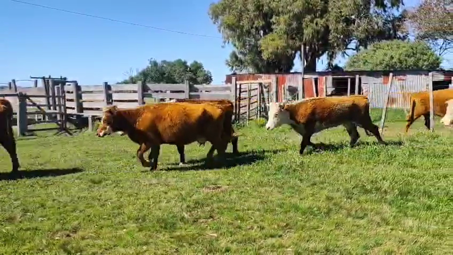 Lote 17 Vaca a remate en Pantalla Camy, San José