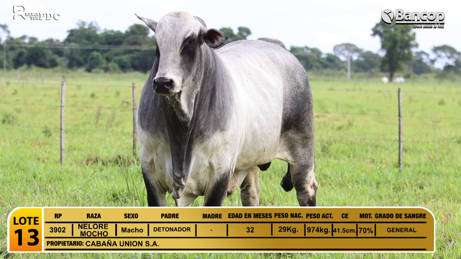 Lote Toros NELORE MOCHO a remate en Jueves 29 de mayo- Remates PDC, San Pedro