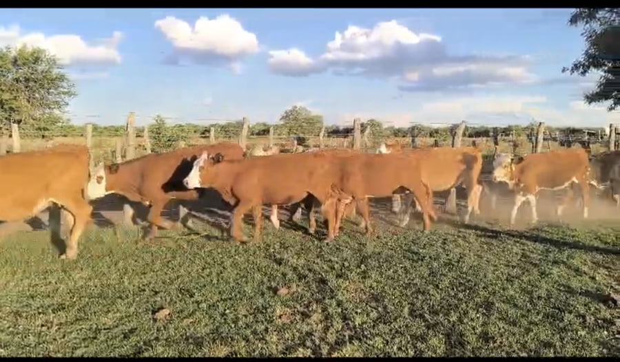 Lote 70 Terneras