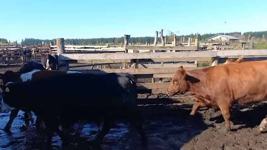 Lote 20 Vaquilla Gorda en Cabrero, VIII Región Biobío