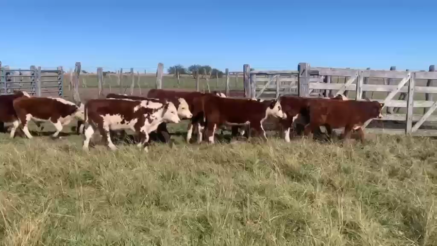 Lote 45 Terneros