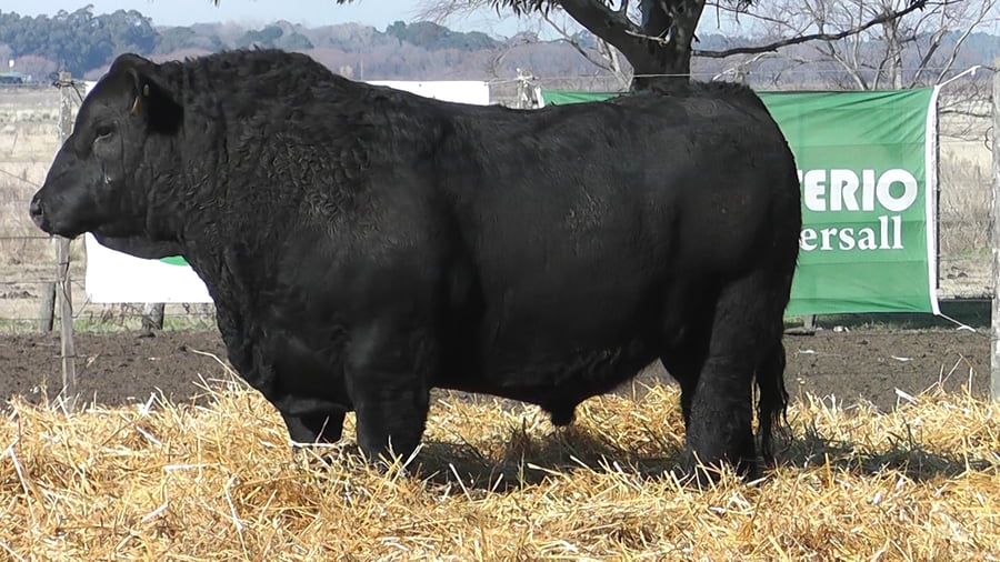 Lote TOROS PUROS POR CRUZA