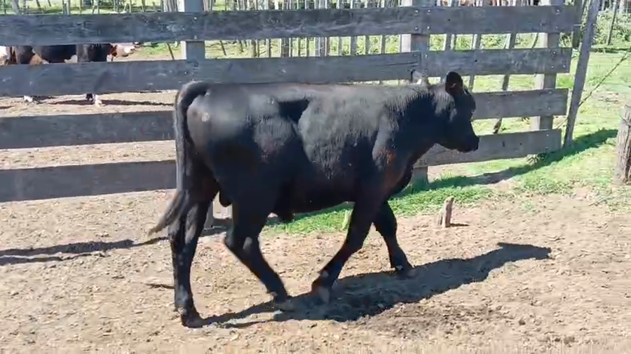 Lote Toros a remate en Pantalla Camy 250kg - , San José