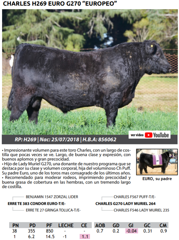 Lote TOROS PEDRIGREE