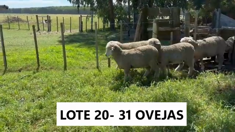 Lote Ovejas