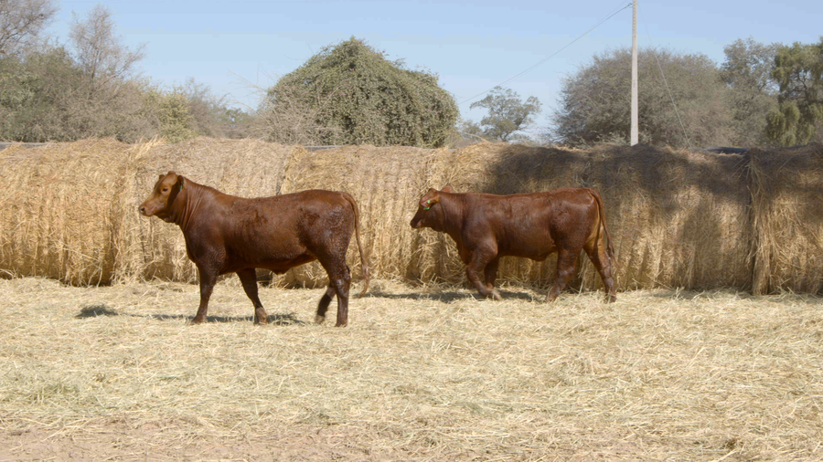 Lote HEMBRAS Remate Nucleo Genbra