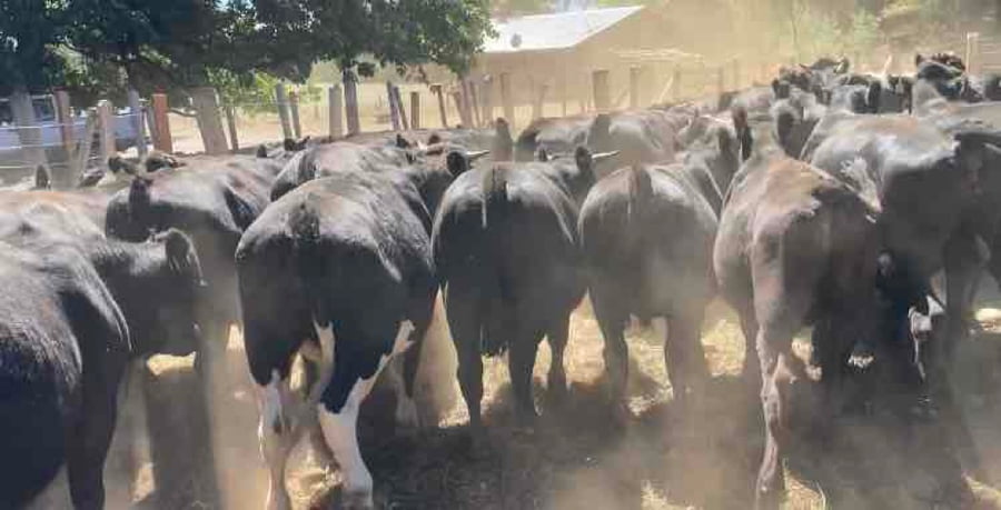 Lote 39 Novillo Engorda en Los Lagos, XIV Región Los Ríos