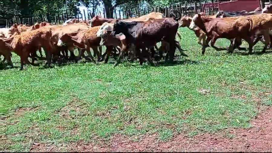 Lote 75 Terneros/as en Virasoro, Corrientes