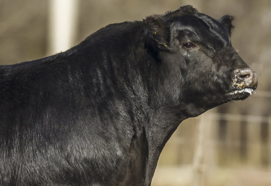 Lote TOROS ANGUS NEGRO PURO CONTROLADO