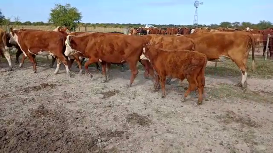 Lote 37 Vacas Y 2 Toros Braford en Campo Andino, Santa Fe