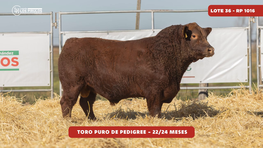 Lote TOROS PUROS DE PEDIGREE - 22/24 meses