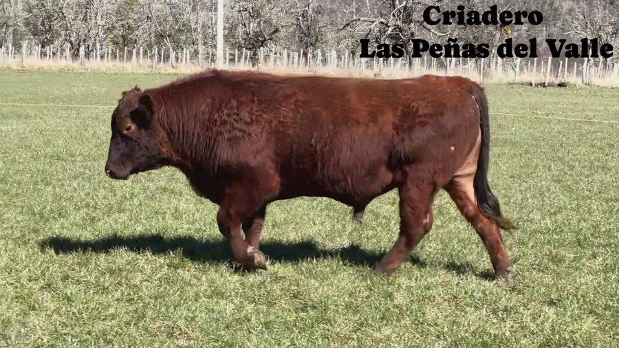 Lote 1 Toro
