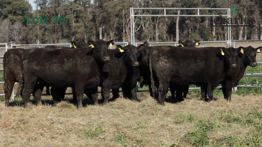 Lote VAQUILLONAS MAS PREÑADAS DE CABAÑAS CHARLES DE GUERRERO