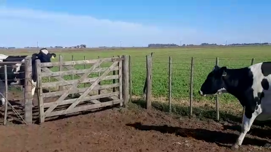 Lote Vaquillonas Preñadas - Agropecuaria Don Roque