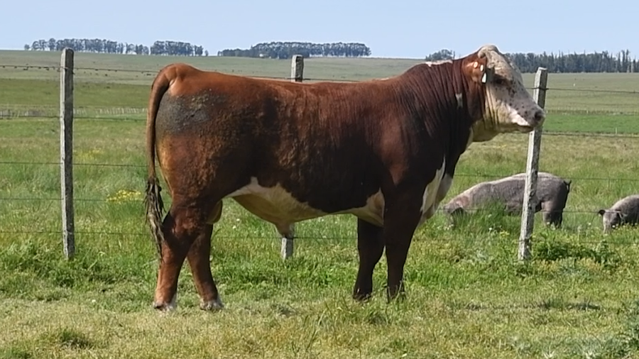 Lote 2 Toros a remate en Toros en San José, San José