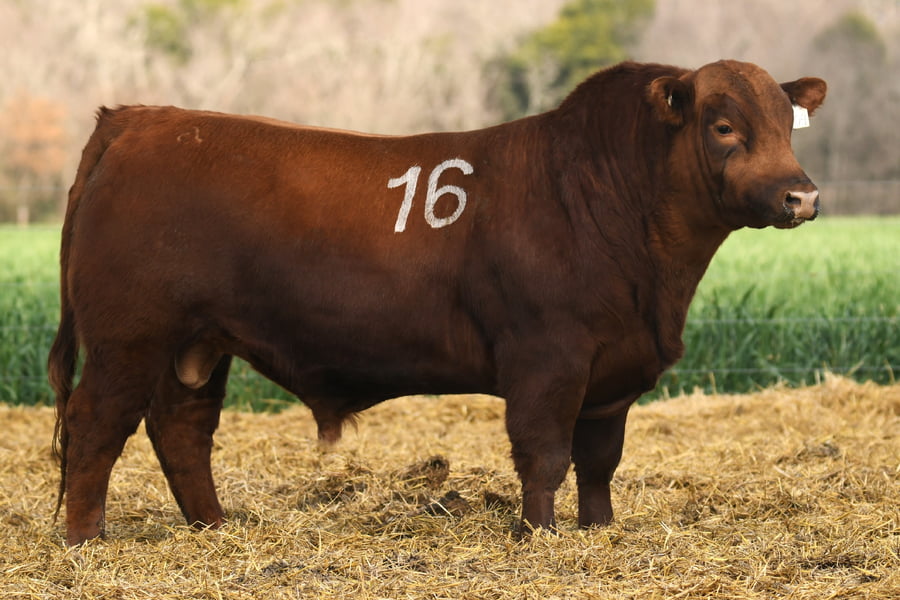 Lote TORO ANGUS PC