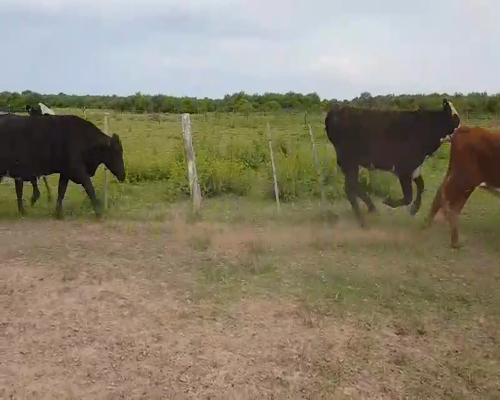 Lote 35 Novillos en Esquina, Corrientes