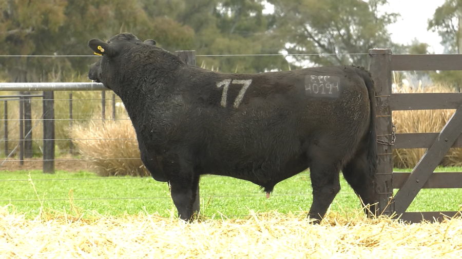 Lote TOROS ANGUS PURO CONTROLADO