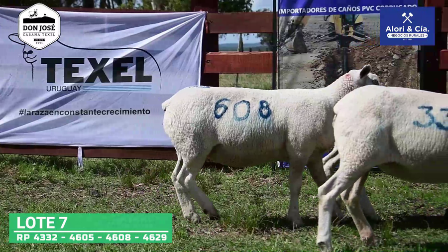 Lote 4 Ovejas Texel a remate en Texel Don José 2022 en Tupambaé