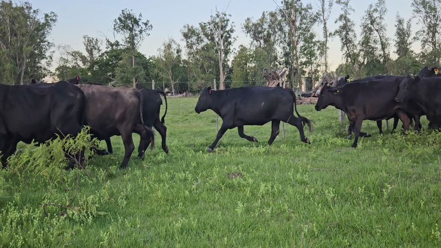 Lote 34 Vacas CUT preñadas