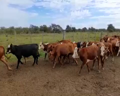 Lote 70 Terneros/as en Entre Ríos, Villaguay