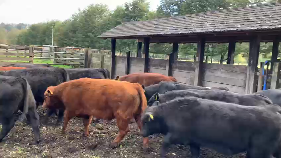 Lote 85 Terneros en Osorno, X Región Entre Lagos Rupanco