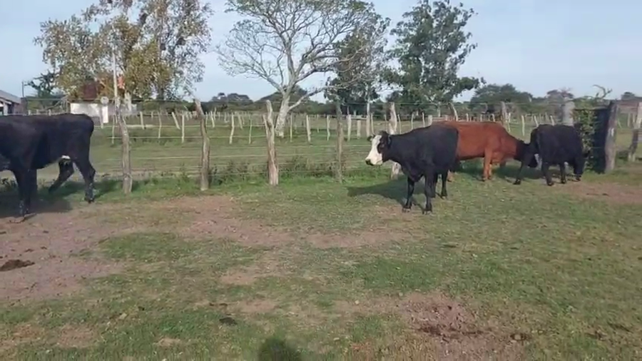 Lote 11 Vacas de invernar