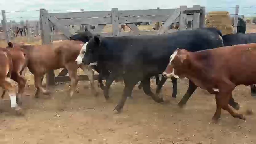 Lote 73 Terneros/as en Chaco, Villa Ángela