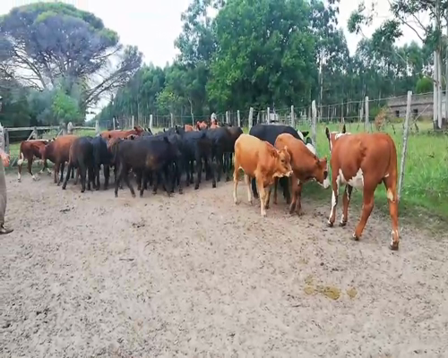 Lote 70 Terneros en Concordia, Entre Ríos