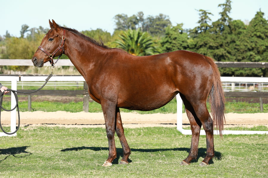 Lote ANDREZA (VACIA)