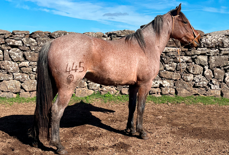 Lote FOGONERA GAITERA
